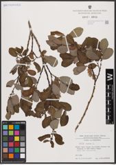 Foto von Salix aurita L.